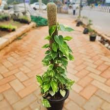 Moneyplant Small leaf